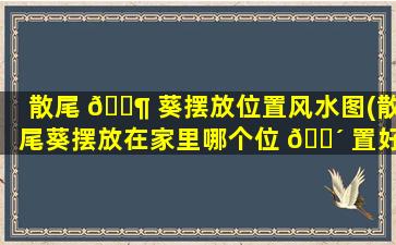 散尾 🐶 葵摆放位置风水图(散尾葵摆放在家里哪个位 🌴 置好)